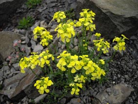 Erysimum kotschyanum
